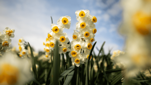 İzmir-Karaburun Nergis Çiçeği Festivali 